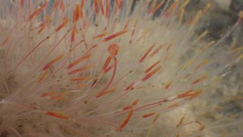 Media type: image;   Invertebrate Zoology 153512 Description: live specimen;